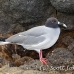 gull_swallowtailed_nsey_h_0244_ecu0447.jpg